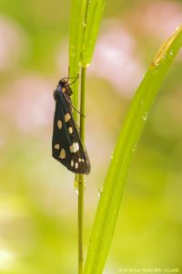 Callimorpha dominula / Schönbär / Scarlet tiger