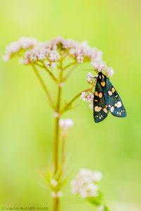 Callimorpha dominula / Schönbär / Scarlet tiger