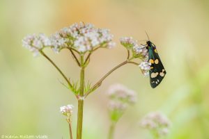 Callimorpha dominula / Schönbär / Scarlet tiger