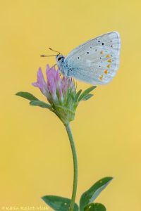 Polyommatus dorylas / Wundklee-Bläuling / Turquoise Blue