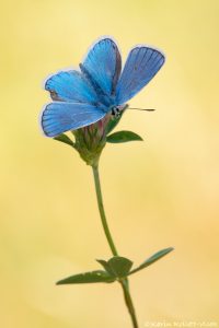 Polyommatus dorylas / Wundklee-Bläuling / Turquoise Blue