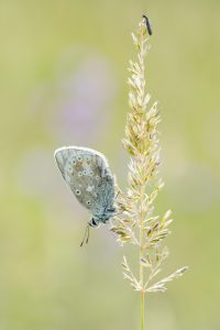 Polyommatus dorylas / Wundklee-Bläuling / Turquoise Blue