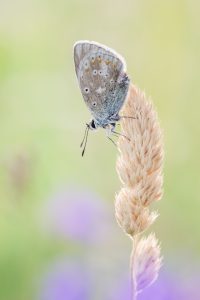 Polyommatus dorylas / Wundklee-Bläuling / Turquoise Blue