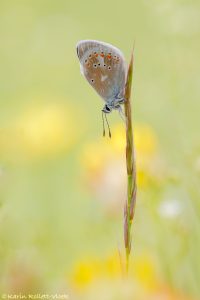 Polyommatus dorylas / Wundklee-Bläuling / Turquoise Blue