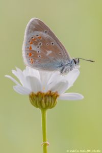 Polyommatus dorylas / Wundklee-Bläuling / Turquoise Blue