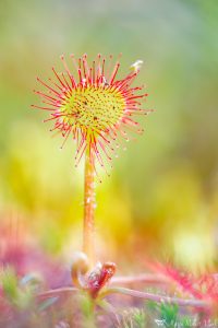 Drosera rotundifolia / Rundblättriger Sonnentau