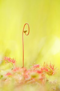 Drosera rotundifolia / Rundblättriger Sonnentau