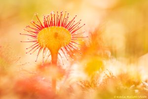 Drosera rotundifolia / Rundblättriger Sonnentau