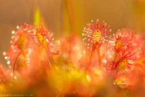 Drosera rotundifolia / Rundblättriger Sonnentau