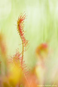 Drosera rotundifolia / Rundblättriger Sonnentau