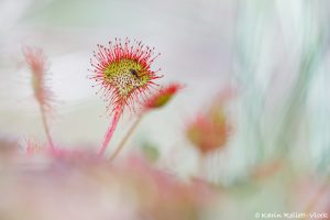 Drosera rotundifolia / Rundblättriger Sonnentau