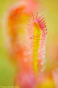 Drosera anglica / Langblättriger Sonnentau