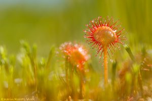 Drosera rotundifolia / Rundblättriger Sonnentau