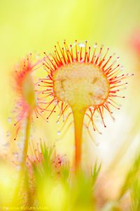 Drosera rotundifolia / Rundblättriger Sonnentau