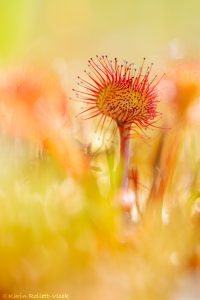 Drosera rotundifolia / Rundblättriger Sonnentau