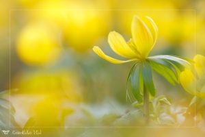 Eranthis hyemalis / Winterling