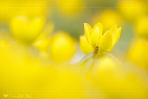 Eranthis hyemalis / Winterling