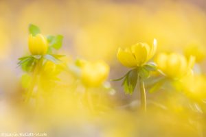 Eranthis hyemalis / Winterling