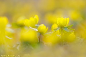 Eranthis hyemalis / Winterling