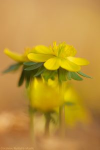 Eranthis hyemalis / Winterling