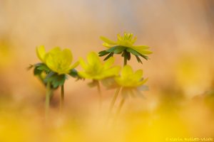 Eranthis hyemalis / Winterling