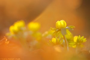 Eranthis hyemalis / Winterling