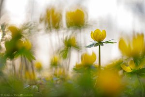 Eranthis hyemalis / Winterling