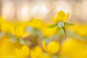 Eranthis hyemalis / Winterling