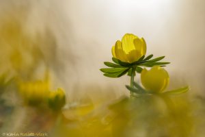 Eranthis hyemalis / Winterling