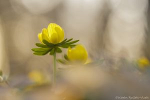 Eranthis hyemalis / Winterling