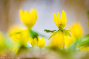 Eranthis hyemalis / Winterling