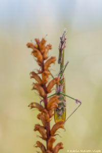 Empusa pennata / Haubenfangschrecke