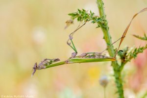 Empusa pennata / Haubenfangschrecke