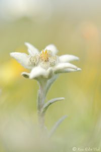 Leontopodium alpinum / Alpen-Edelweiß