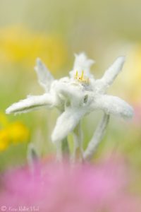 Leontopodium alpinum / Alpen-Edelweiß