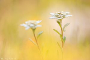 Leontopodium alpinum / Alpen-Edelweiß