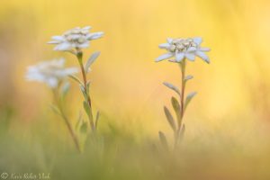 Leontopodium alpinum / Alpen-Edelweiß