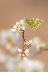 Pontia edusa / Resedafalter / Eastern bath white