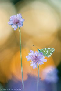 Pontia edusa / Resedafalter / Eastern bath white