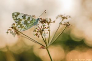 Pontia edusa / Resedafalter / Eastern bath white