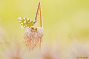 Pontia edusa / Resedafalter / Eastern bath white