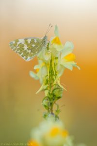 Pontia edusa / Resedafalter / Eastern bath white