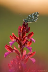 Pontia edusa / Resedafalter / Eastern bath white