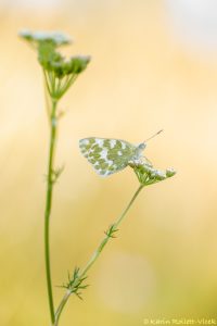 Pontia edusa / Resedafalter / Eastern bath white