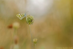 Pontia edusa / Resedafalter / Eastern bath white