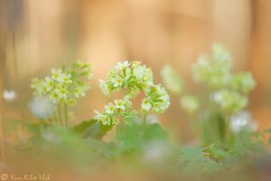 Primula elatior / Hohe Primel