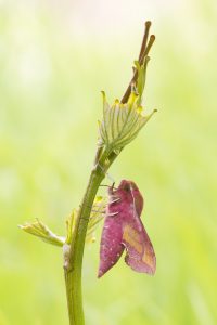 Deilephila elpenor / Mittlerer Weinschwärmer / Elephant hawkmoth