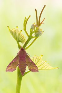 Deilephila elpenor / Mittlerer Weinschwärmer / Elephant hawkmoth