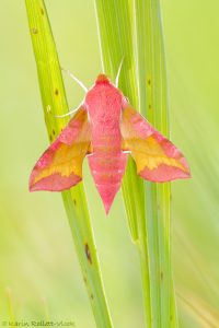 Deilephila elpenor / Mittlerer Weinschwärmer / Elephant hawkmoth