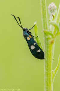 Zygaena ephialtes / Veränderliches Widderchen / Variable burnet moth